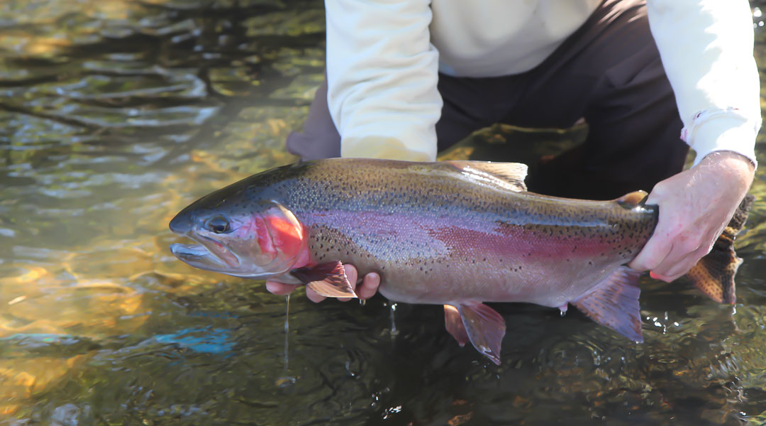 How To Hold A Trout - Lilleys' Landing - Lake Taneycomo