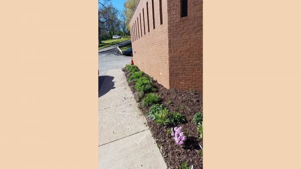 190429 Native GArden City Branson Police Side NOP 600x338 - Native Gardens Plantings at City Hall Encourages Native Gardens