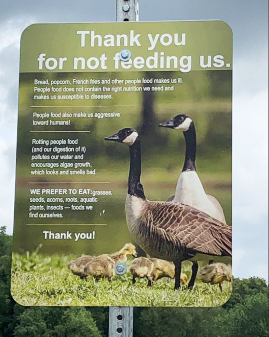 Branson's Canada Geese and waterfowl ask, "Please don't feed us