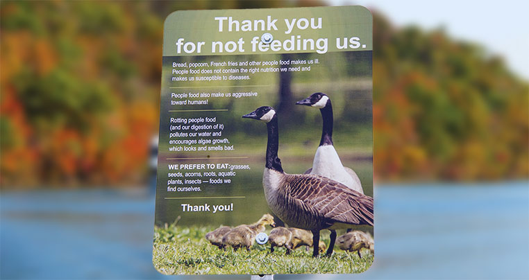 Please don't feed the geese - Lake Taneycomo in Branson MO