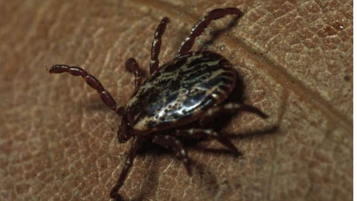 Avoiding diseases transmitted by ticks and mosquitoes Branson Register