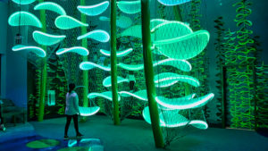 201201 Branson Aquarium Family Kelp Forest 300x169 - Families will love The Aquarium at the Boardwalk