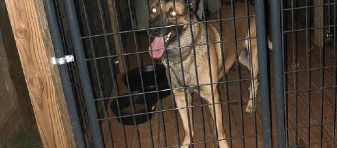 20190129-190129-Lowes K9 2 Dog House 1Time-Edit-Edit-2