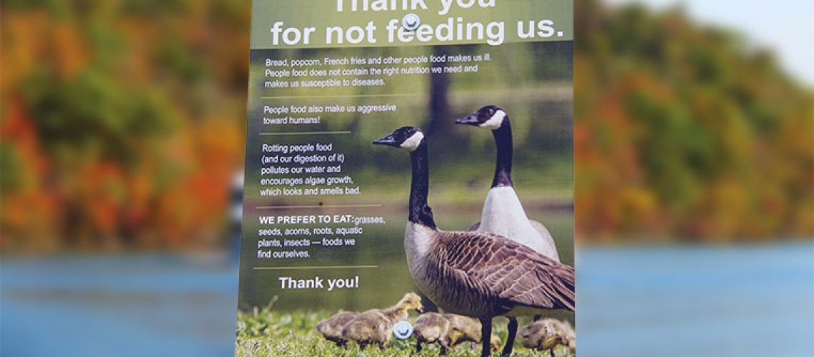 Please don't feed the geese - Lake Taneycomo in Branson MO